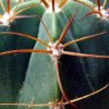 Melocactus _concinnus_ GC357.01 _03